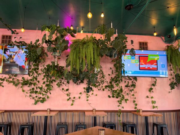Plants hanging from walls in beachside brunch and bar